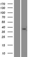 FAM181A Human Over-expression Lysate