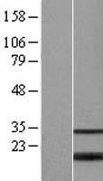 BATF2 Human Over-expression Lysate