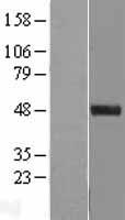 SPINDOC Human Over-expression Lysate