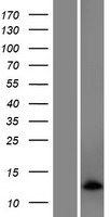C5orf55 (EXOC3-AS1) Human Over-expression Lysate