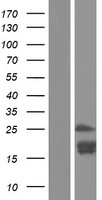 Kallikrein 15 (KLK15) Human Over-expression Lysate