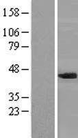 NIPP1 (PPP1R8) Human Over-expression Lysate