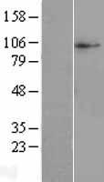 SLC38A10 Human Over-expression Lysate