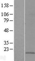 CMTM5 Human Over-expression Lysate