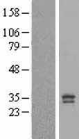 PGAM5 Human Over-expression Lysate