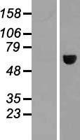 MAGEE2 Human Over-expression Lysate
