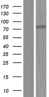 MAGEC3 Human Over-expression Lysate