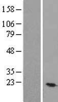 TEX30 Human Over-expression Lysate