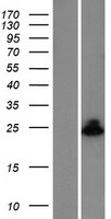 BAX Human Over-expression Lysate