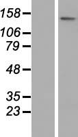 ATP8B3 Human Over-expression Lysate