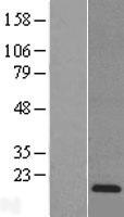 REG3A Human Over-expression Lysate