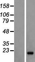 PABIR3 Human Over-expression Lysate