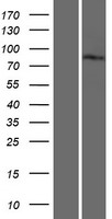 GGA3 Human Over-expression Lysate