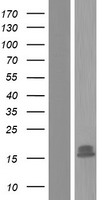 NETO1 Human Over-expression Lysate