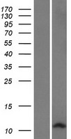 DEFB127 Human Over-expression Lysate