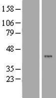 CDK15 Human Over-expression Lysate