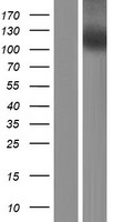 NLRP7 Human Over-expression Lysate