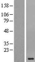 HOPX Human Over-expression Lysate