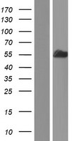BIN1 Human Over-expression Lysate