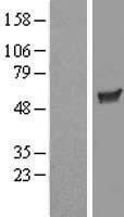 MATK Human Over-expression Lysate