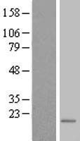 TEX261 Human Over-expression Lysate