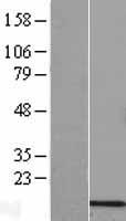 COX6B2 Human Over-expression Lysate
