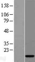 C15orf40 Human Over-expression Lysate
