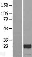 GTSF1 Human Over-expression Lysate