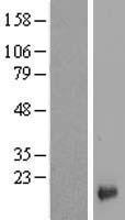 LYPD1 Human Over-expression Lysate