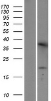TMEM42 Human Over-expression Lysate