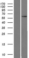 ZNF480 Human Over-expression Lysate