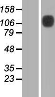 SLFN13 Human Over-expression Lysate