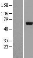 ZNF18 Human Over-expression Lysate