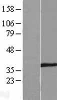 SPATA4 Human Over-expression Lysate