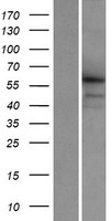 KASH5 Human Over-expression Lysate