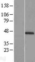 C1orf51 (CIART) Human Over-expression Lysate