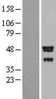 BROX Human Over-expression Lysate