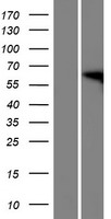 FAM82A1 (RMDN2) Human Over-expression Lysate