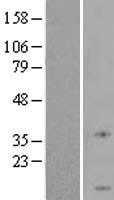 YPEL4 Human Over-expression Lysate