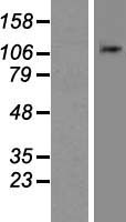NLRP11 Human Over-expression Lysate