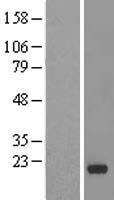 IMMP1L Human Over-expression Lysate