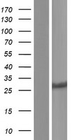 CYB5D1 Human Over-expression Lysate