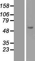 SOCS5 Human Over-expression Lysate