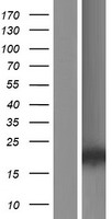 MATH5 (ATOH7) Human Over-expression Lysate