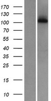 DNAI3 Human Over-expression Lysate