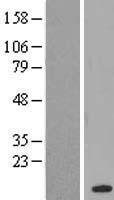 CHURC 1 (CHURC1) Human Over-expression Lysate
