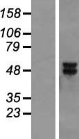 MEK5 (MAP2K5) Human Over-expression Lysate