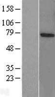 RNF70 (PJA1) Human Over-expression Lysate
