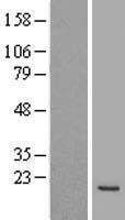 MAX Human Over-expression Lysate