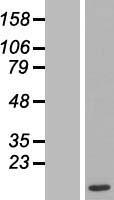 MAX Human Over-expression Lysate